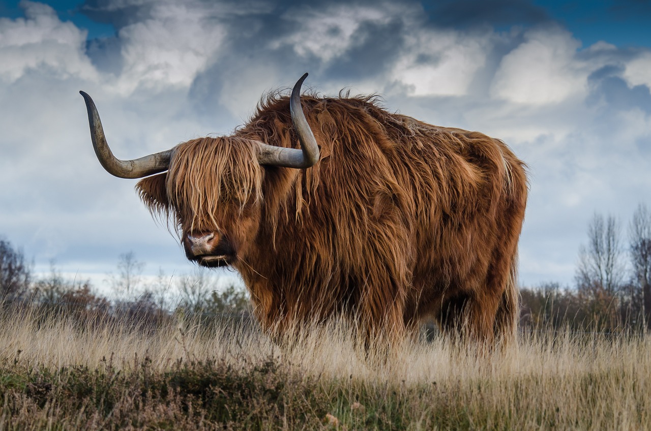 The Cultural Extravaganza of Scotland's Highland Games